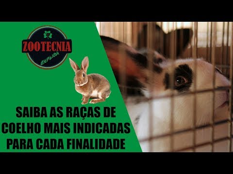 Vídeo: Quais raças de coelhos são melhores para a carne