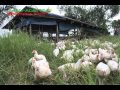 Organicnatural farming freerangepastured chicken