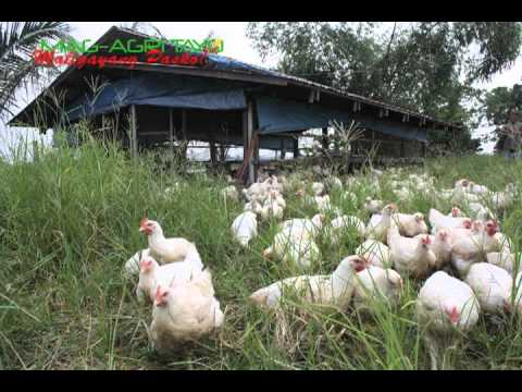 organic/natural farming: sunshine free-range/pastured chicken