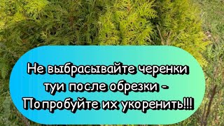 Не выбрасывайте черенки туи после обрезки - попробуйте их УКОРЕНИТЬ!!!