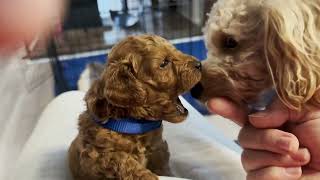 Red miniature poodle Puppies