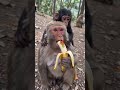 #monyet #shortvideo
