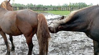 Начинаем работать с кобылами