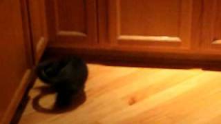 Stupid cat chasing its tail! funny