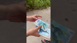 Мальдивские деньги. Мальдивские руфии. Мальдивы. Maldivian money.  Maldivian rufiyaa.  Maldives.