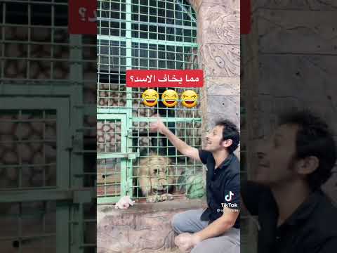 حتى الاسد يخاف من اللبؤة ضحك اشتراك