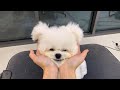 연지는 꽃단장 중 / Bichon grooming live streaming.