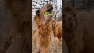 Camel eats lemon. Which one is more fragrant? Camel eats radish. Camel milk. Sannong. Camel eats le