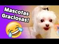 Funny Pets! | Funny Videos | Cats, Dogs And More! If You Risk You Lose 2018