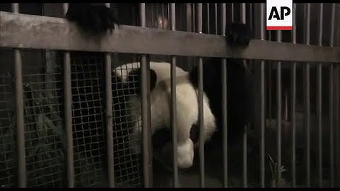 Pandas reacting well to new semi wild home