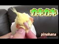 カキカキされるとキューキュー鳴くオカメインコ