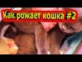 Kак рожает кошка #2/ Giving birth cat. Рождение котёнка и первый вздох. Окот у кошек Шотландская.