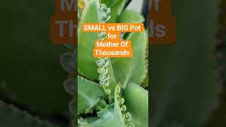 Small Pot vs Big Pot 😱  Mother of Thousands Growth #gardeningtips