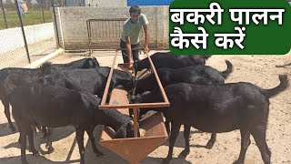 बकरी पालन कैसे शुरू करें । How to start goat farming । kisan farming