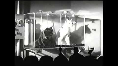 MST3K - Cats