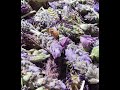 Harvesting and de hyrating lavender 5