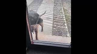 dogs fails compilation 2021