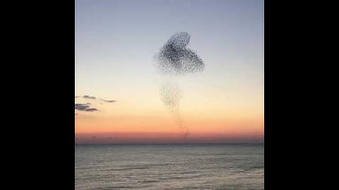 Mesmerizing Seaside Starling Murmuration in Brighton