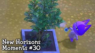 New Horizons Moments #30 (Animal Crossing ACNH)