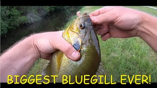 Catching Huge Bluegill and Setting 3 New PB's in Southwest Florida Canal (Catch, Clean, Cook)