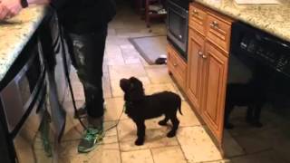 Tether a pup to you while doing household chores