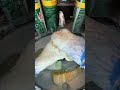 @just.squeeze #spongecomps #spongesqueezingasmr #spongesqueezing #squeeze #cleantok #sponge