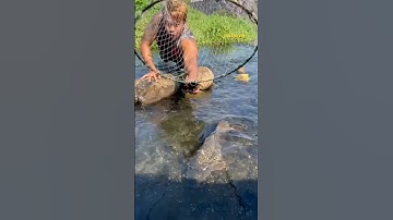 Cá Lớn - dùng vợt bắt Chép Khủng ở vùng nước cạn 😱 #khacthuyvlogg