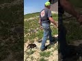 Baby raccoon does everything with dad...