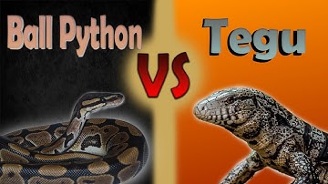 Ball Python VS Tegu || Reptile RAP BATTLES