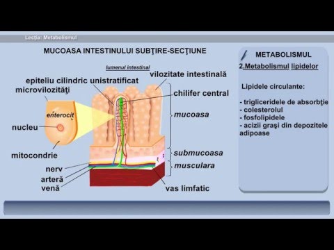 Video: Glucidele Pentru Scăderea în Greutate - Rolul Glucidelor în Organism, Tipurile Lor, Pe Care Le Conțin Alimentele