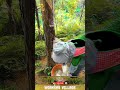 process of tapping sap from a tree, most likely a rubber tree or some other type of resin-producing