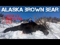Alaska Spring Brown Bear