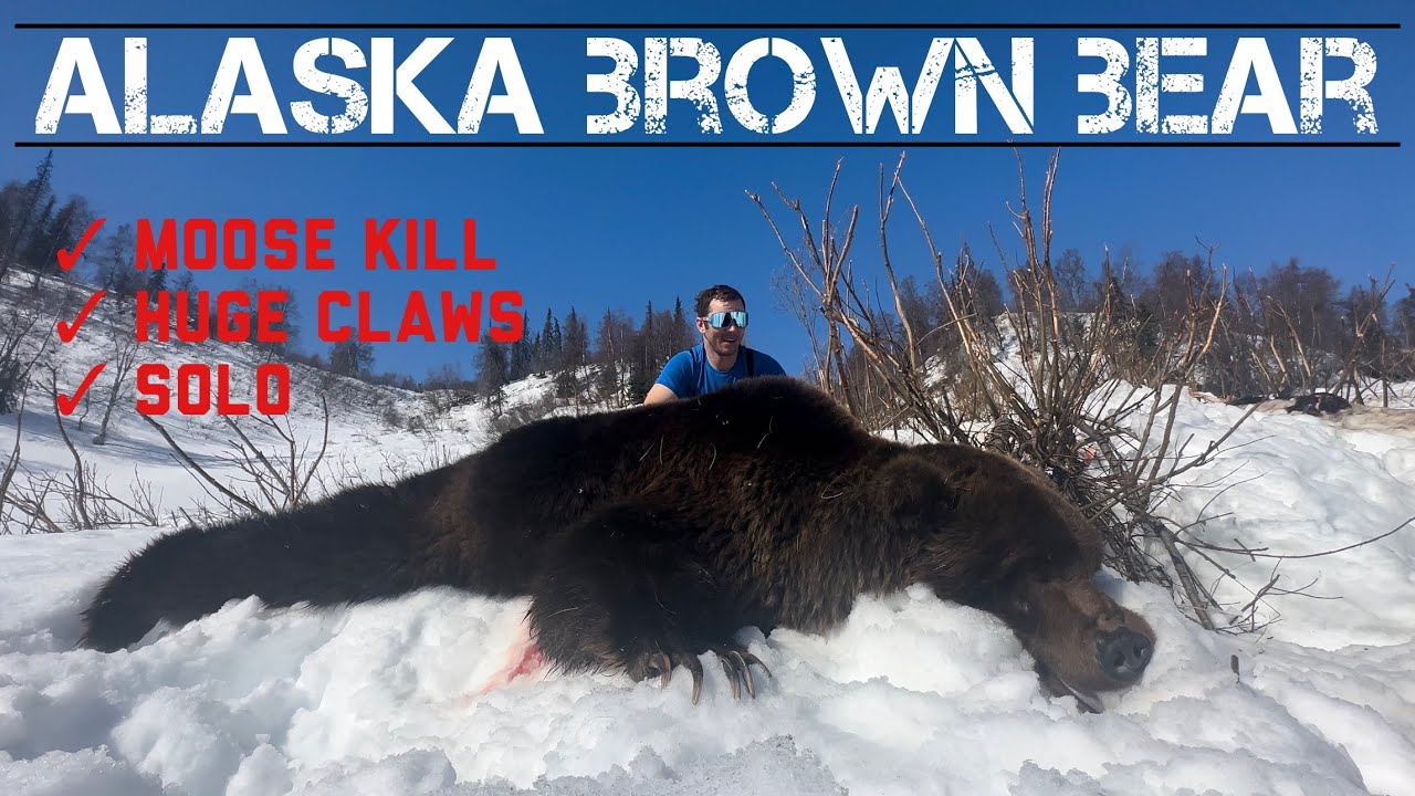 Alaska Spring Brown Bear - YouTube