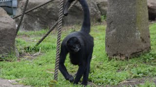 Colombian Spider monkey