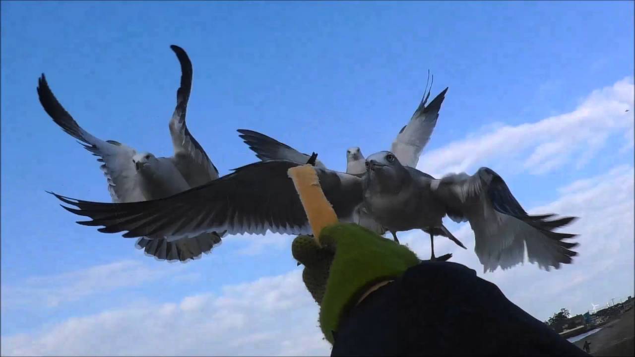 飼いネコ？ ウミネコに手からエサやり( ウミネコ : black-tailed gull) 