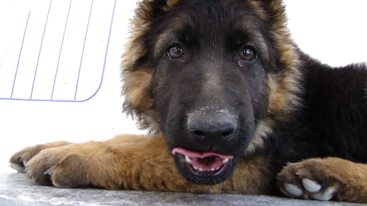 german shepherd wolf german shepherd wolf