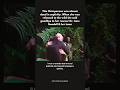 Wounda, the chimpanzee, said her goodbye 😢 #JaneGoodall #animalfacts #HistoryShorts #truestory