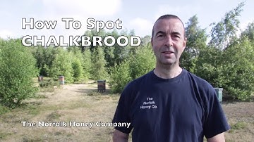 Beekeeping Basics - How to spot Chalkbrood in your Honeybee colony - The Norfolk Honey Co.