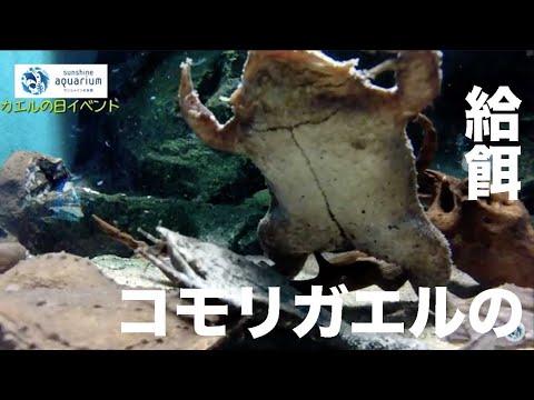 コモリガエル カエルの日イベント サンシャイン水族館 Youtube