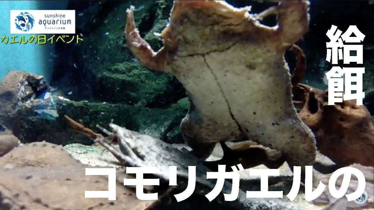 コモリガエル カエルの日イベント サンシャイン水族館 Youtube