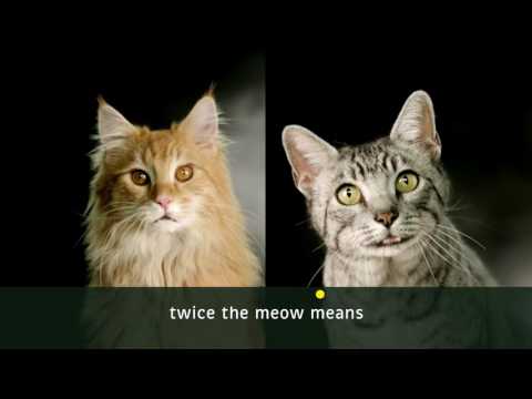 Meow Mix Commercial