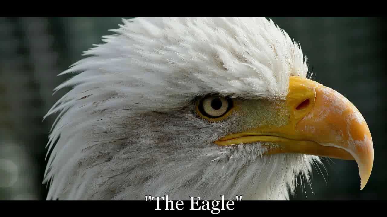 the eagle by alfred tennyson
