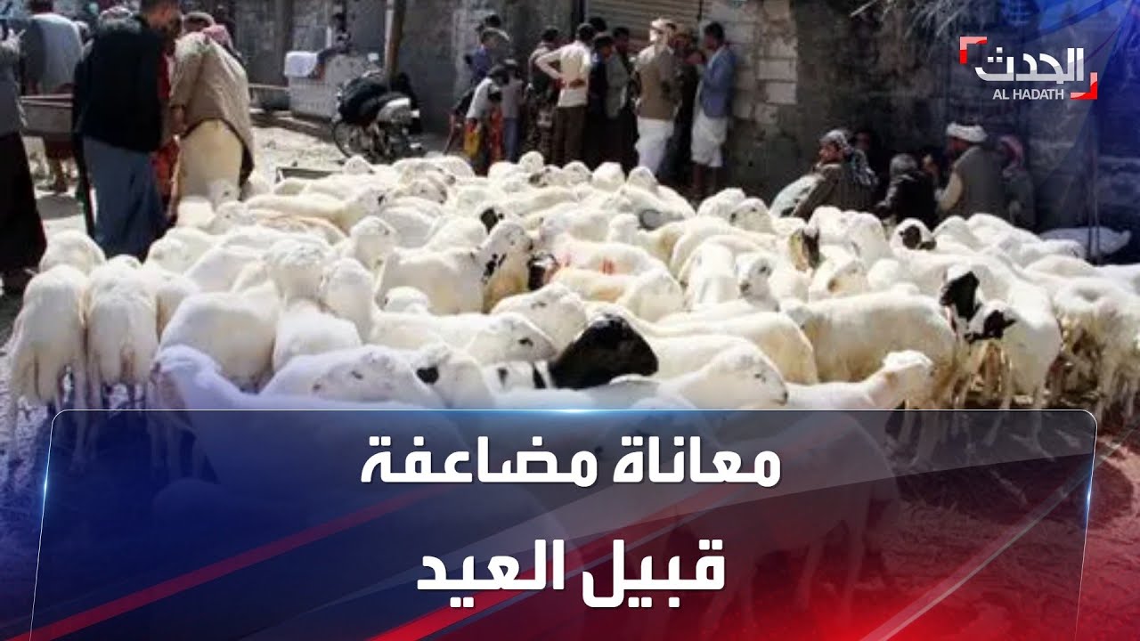 الوضع المعيشي الصعب وارتفاع أسعار الأضاحي في مأرب يضاعفان معاناة النازحين في العيد هذا العام