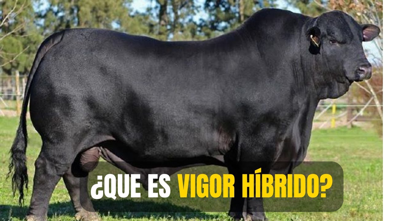 ¿Que es Vigor Híbrido? | La Técnica para MÁS Ganancia💰