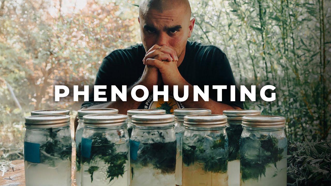 PHENOHUNTING: CÓMO SE ELIGEN LAS MEJORES FLORES DE CALIFORNIA?