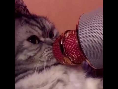 Cats meet with microphone ?