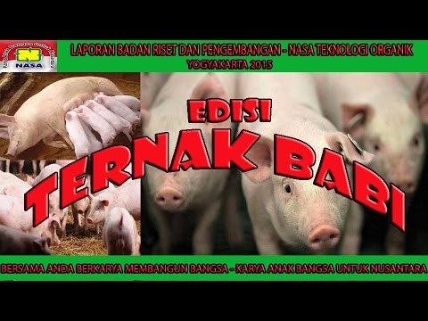 0878 3938 3561 Cara Ternak Babi | Edisi Penggemukan Babi 4 Bulan 