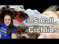 Top 5 African Cichlids for Small Aquariums (10 - 20 gallons)