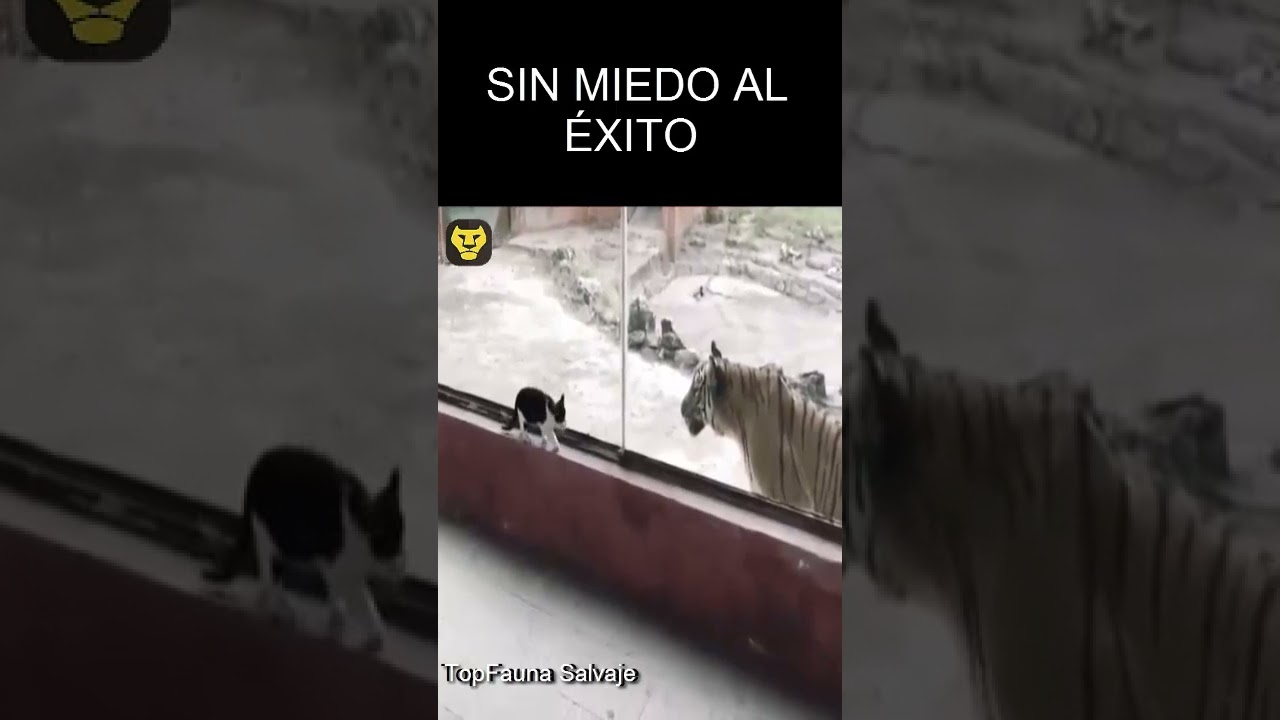 Gato doméstico vs Tigre