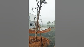 Nhà lắp ghép - Villa nghỉ dưỡng tại Phú Cát, Quốc Oai